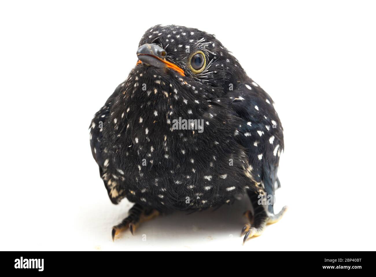 Ein junger klaglicher Kuckuckvogel (Cacomantis merulinus) isoliert auf weißem Hintergrund Stockfoto