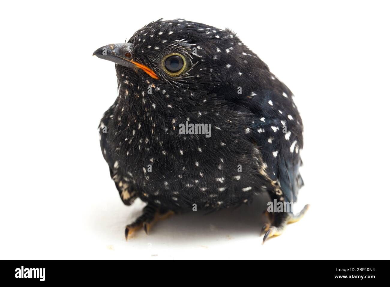 Ein junger klaglicher Kuckuckvogel (Cacomantis merulinus) isoliert auf weißem Hintergrund Stockfoto