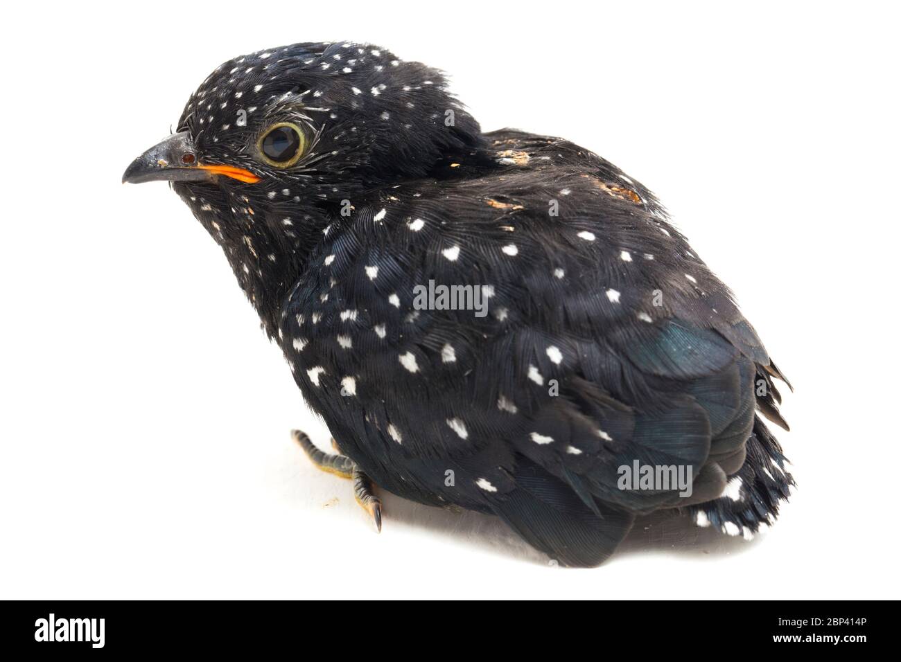 Ein junger klaglicher Kuckuckvogel (Cacomantis merulinus) isoliert auf weißem Hintergrund Stockfoto