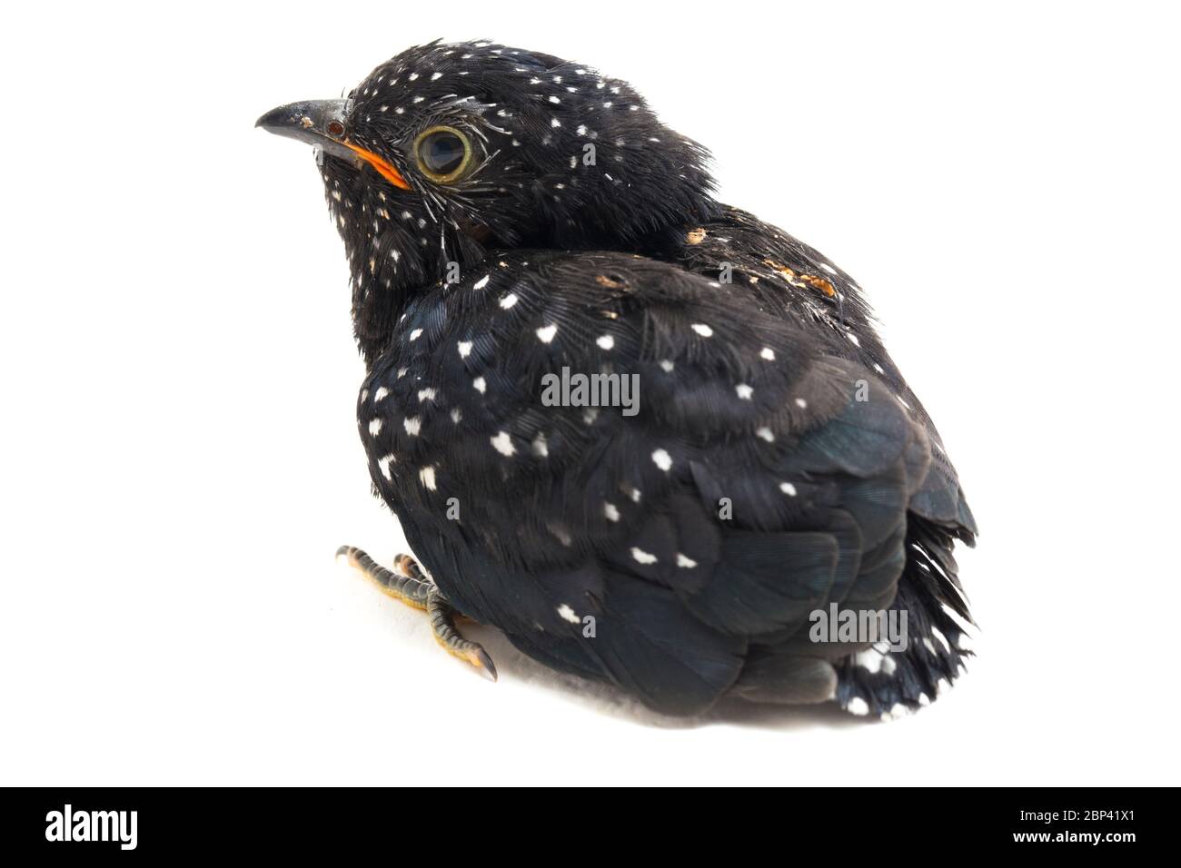 Ein junger klaglicher Kuckuckvogel (Cacomantis merulinus) isoliert auf weißem Hintergrund Stockfoto