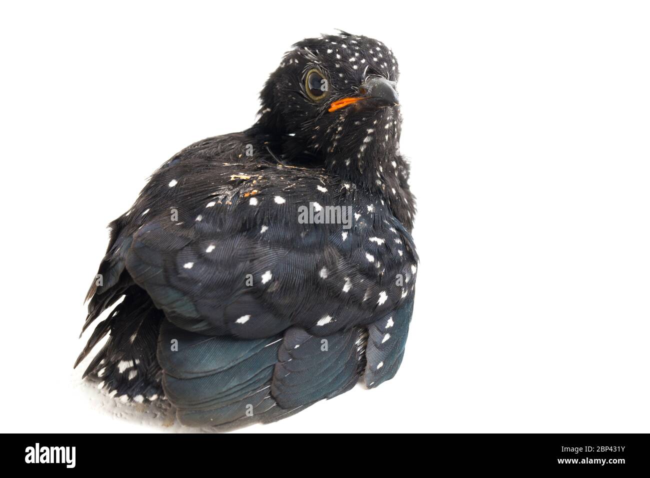 Ein junger klaglicher Kuckuckvogel (Cacomantis merulinus) isoliert auf weißem Hintergrund Stockfoto