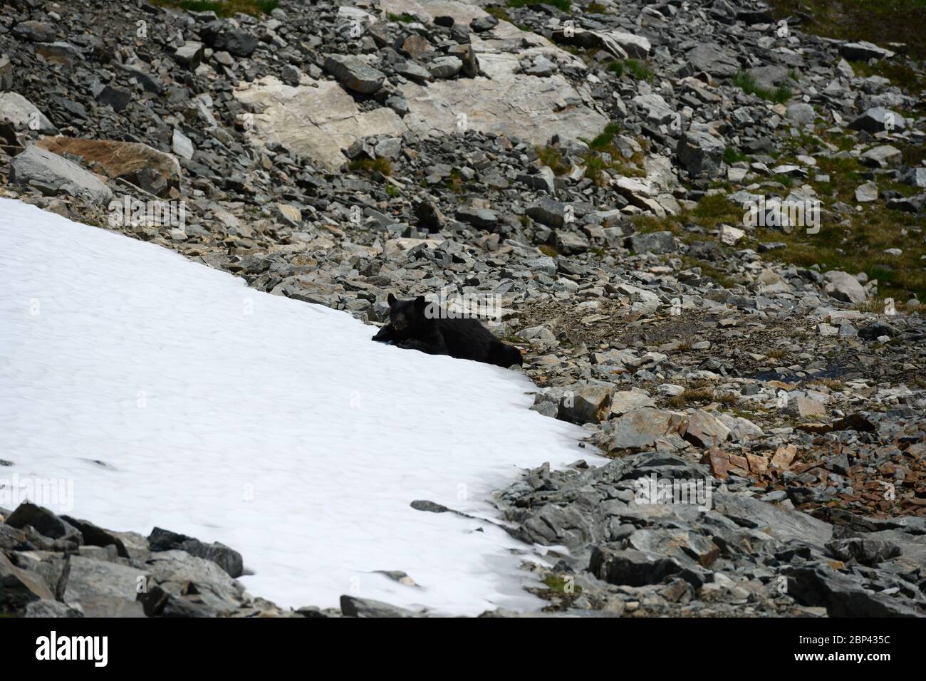 Der schwarze Bär findet einen coolen Platz, um ein Nickerchen in den Bergen zu machen Stockfoto