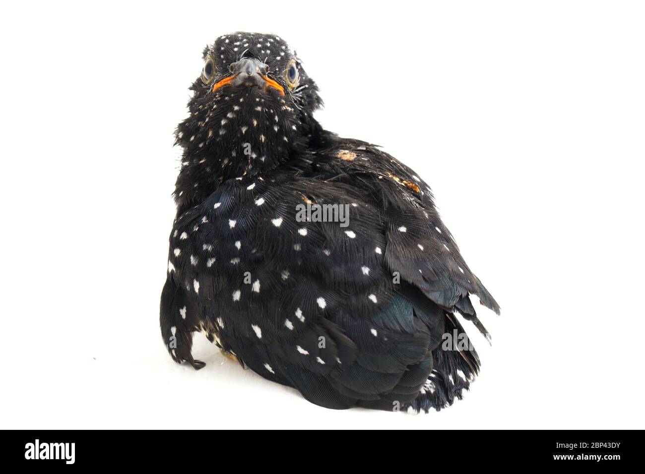 Ein junger klaglicher Kuckuckvogel (Cacomantis merulinus) isoliert auf weißem Hintergrund Stockfoto