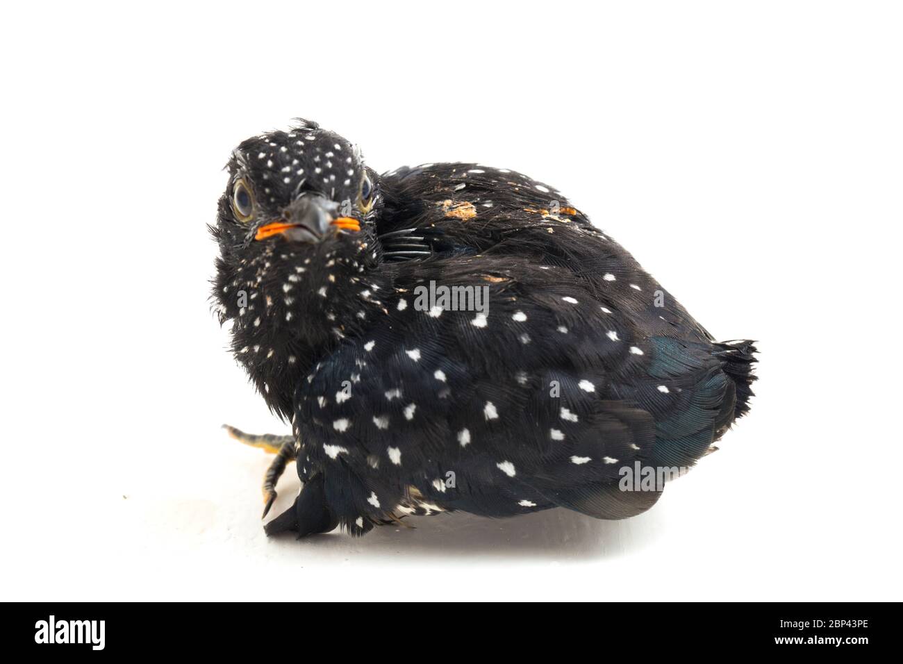 Ein junger klaglicher Kuckuckvogel (Cacomantis merulinus) isoliert auf weißem Hintergrund Stockfoto