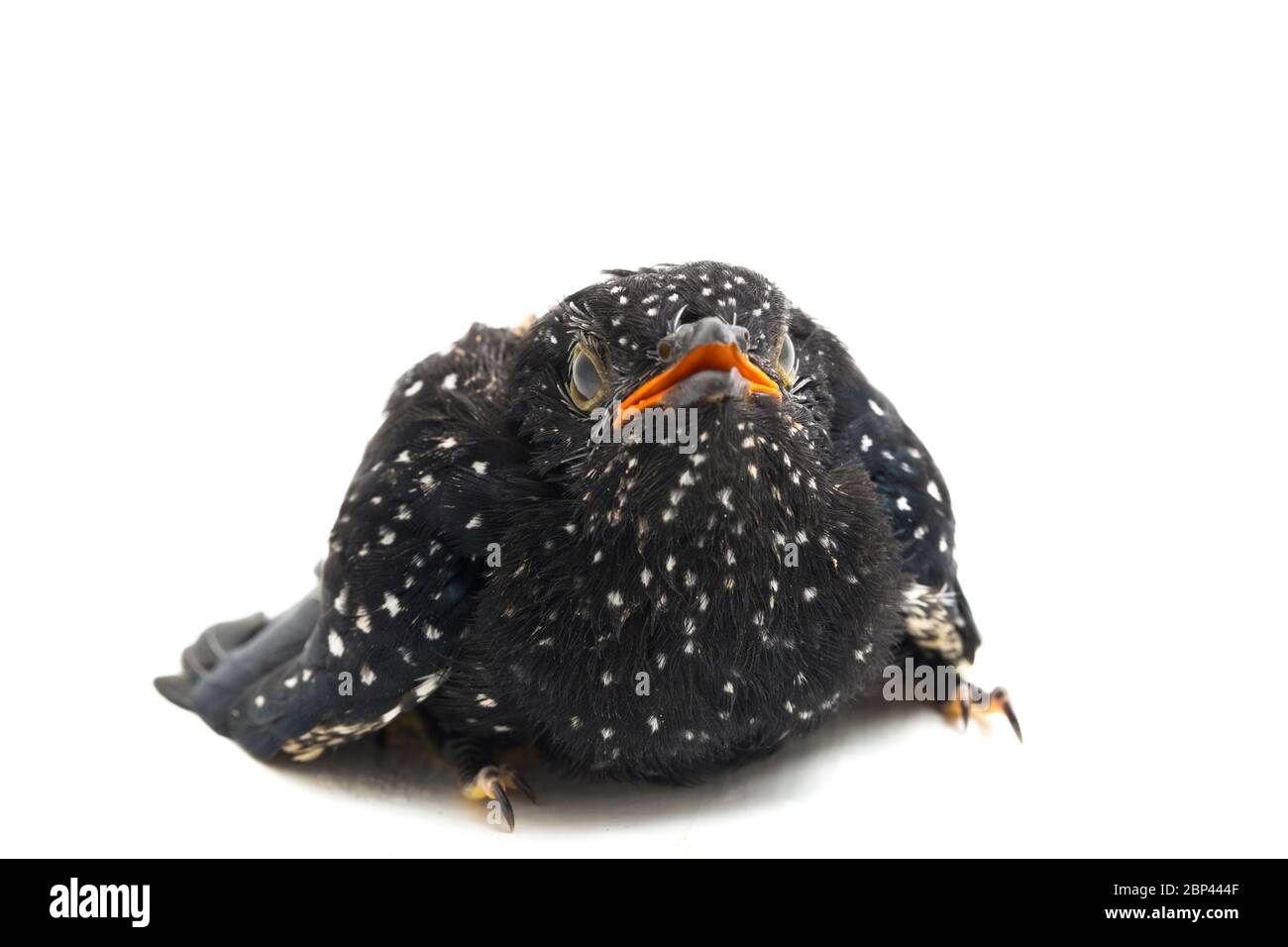 Ein junger klaglicher Kuckuckvogel (Cacomantis merulinus) isoliert auf weißem Hintergrund Stockfoto