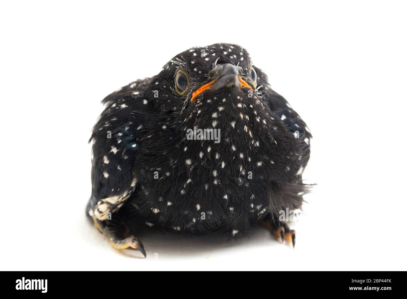 Ein junger klaglicher Kuckuckvogel (Cacomantis merulinus) isoliert auf weißem Hintergrund Stockfoto