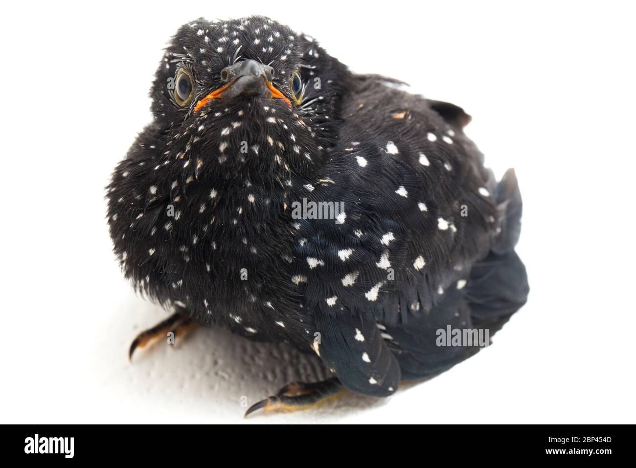 Ein junger klaglicher Kuckuckvogel (Cacomantis merulinus) isoliert auf weißem Hintergrund Stockfoto