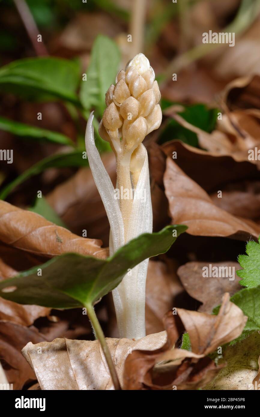 Vogelnest Orchidee - Neottia nidus-avis Neue ungeöffnete Blütenspitze in Cotswold Buchenwald Stockfoto