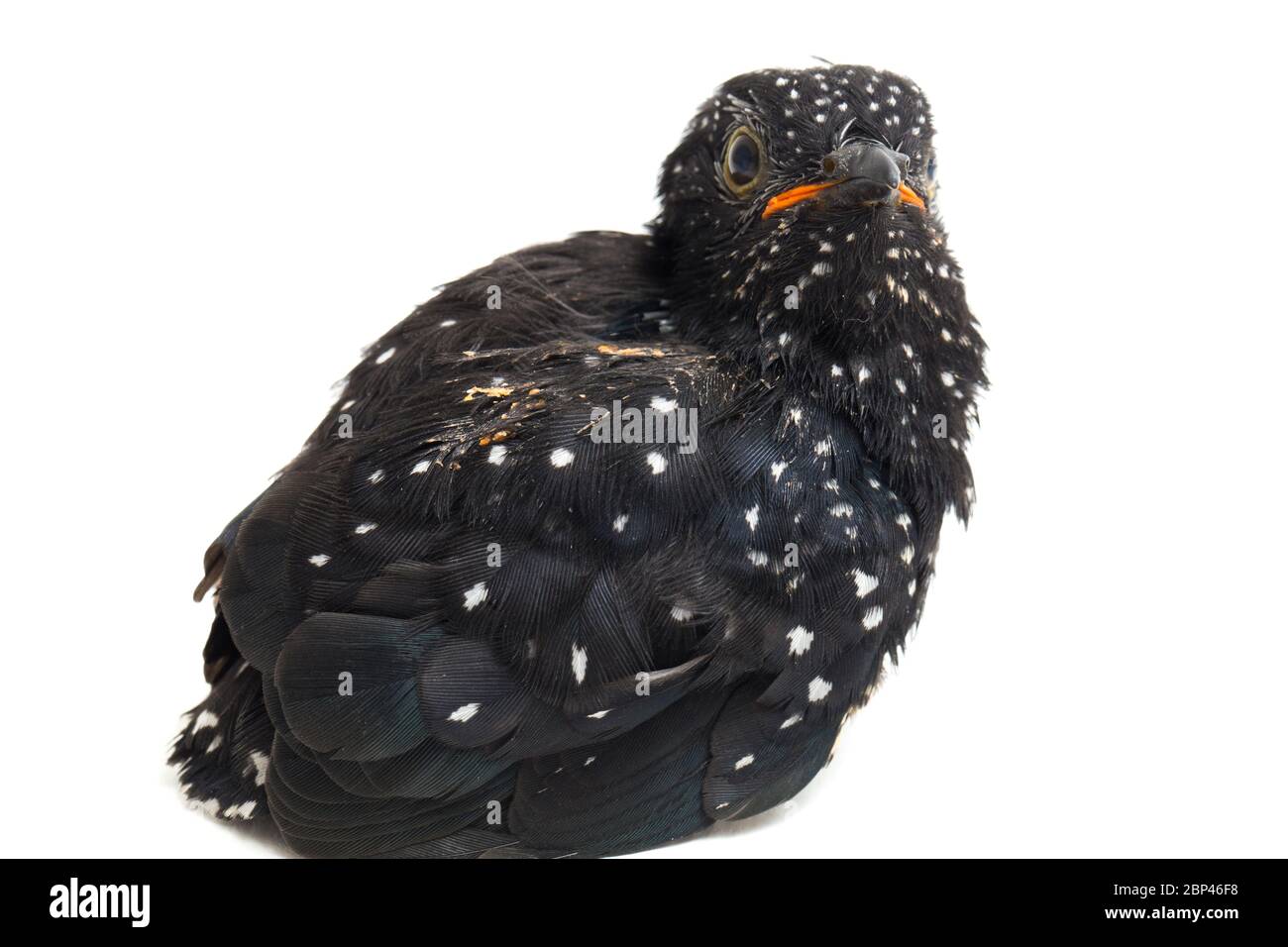 Ein junger klaglicher Kuckuckvogel (Cacomantis merulinus) isoliert auf weißem Hintergrund Stockfoto