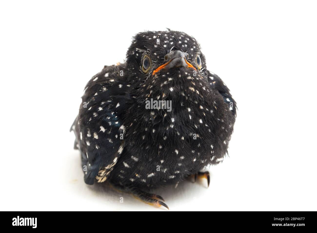 Ein junger klaglicher Kuckuckvogel (Cacomantis merulinus) isoliert auf weißem Hintergrund Stockfoto