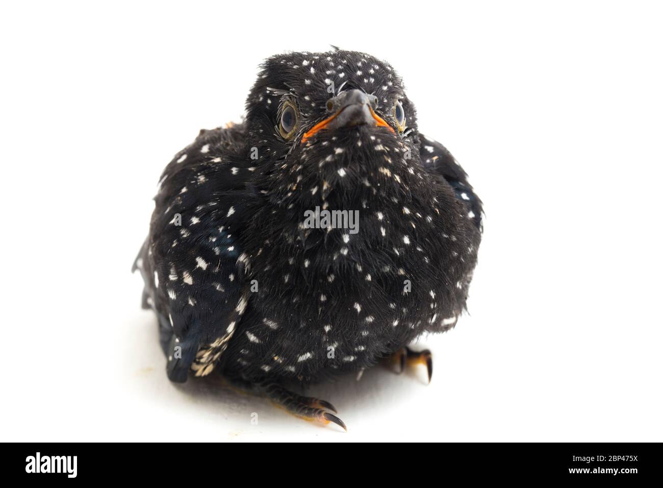 Ein junger klaglicher Kuckuckvogel (Cacomantis merulinus) isoliert auf weißem Hintergrund Stockfoto
