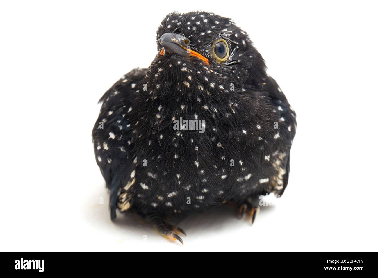 Ein junger klaglicher Kuckuckvogel (Cacomantis merulinus) isoliert auf weißem Hintergrund Stockfoto