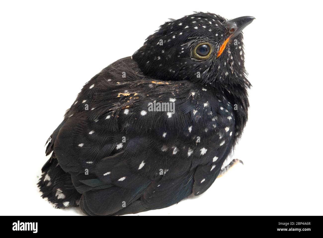 Ein junger klaglicher Kuckuckvogel (Cacomantis merulinus) isoliert auf weißem Hintergrund Stockfoto