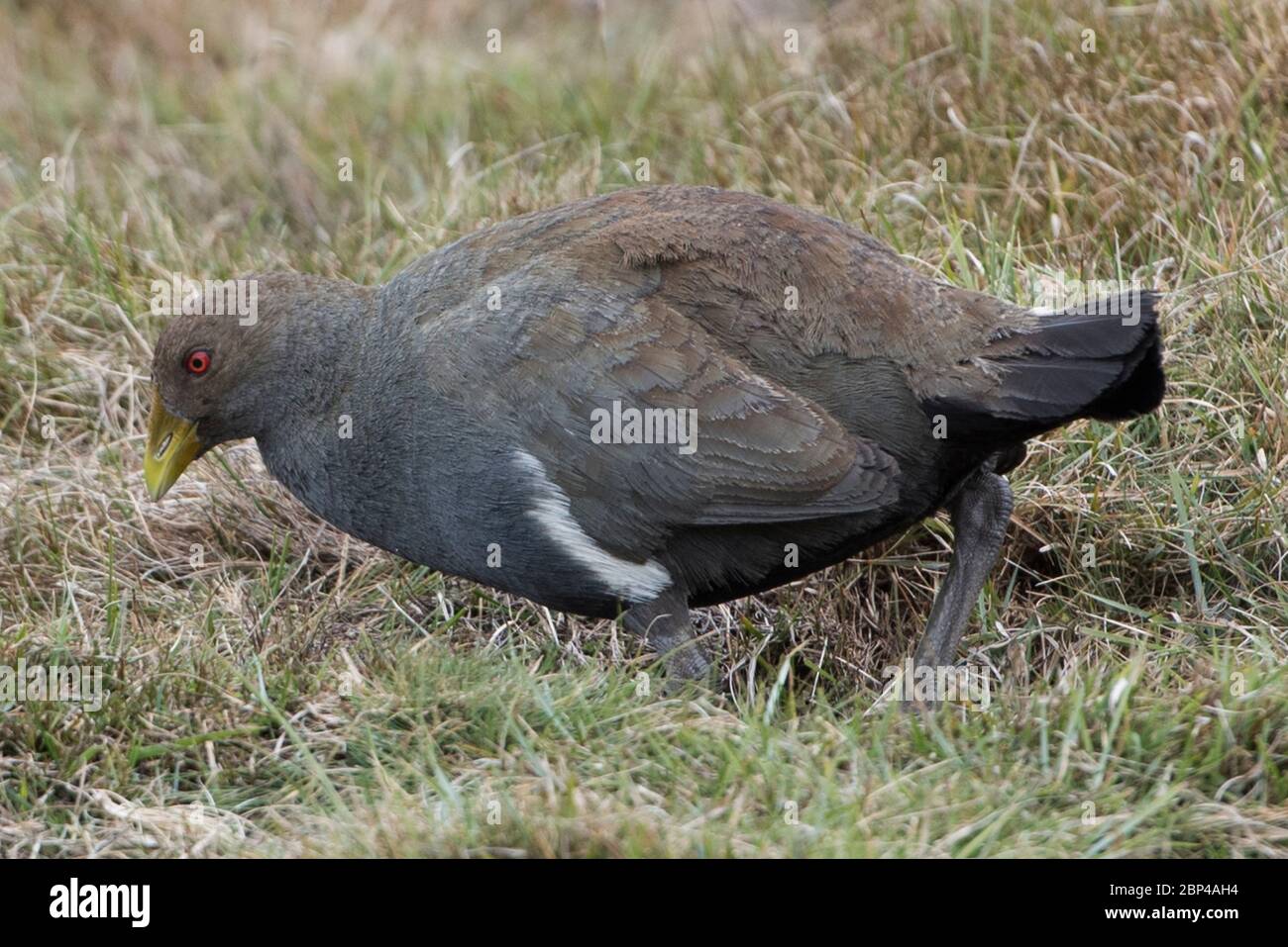 Eine tasmanische Henne (Tribonyx mortierii) in Cradle Valley, Tasmanien, Australien Stockfoto