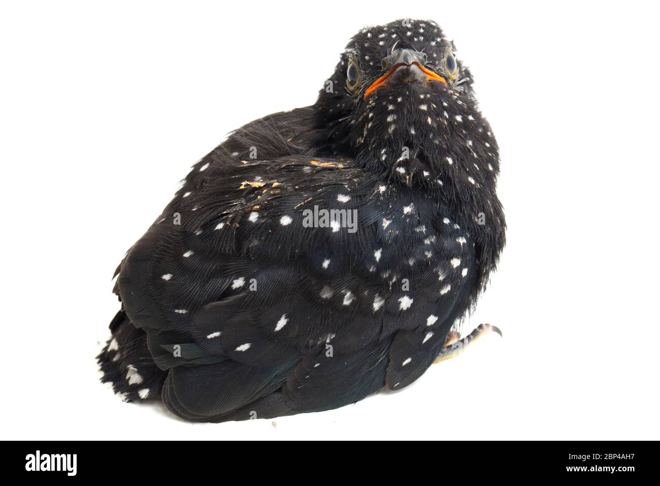 Ein junger klaglicher Kuckuckvogel (Cacomantis merulinus) isoliert auf weißem Hintergrund Stockfoto