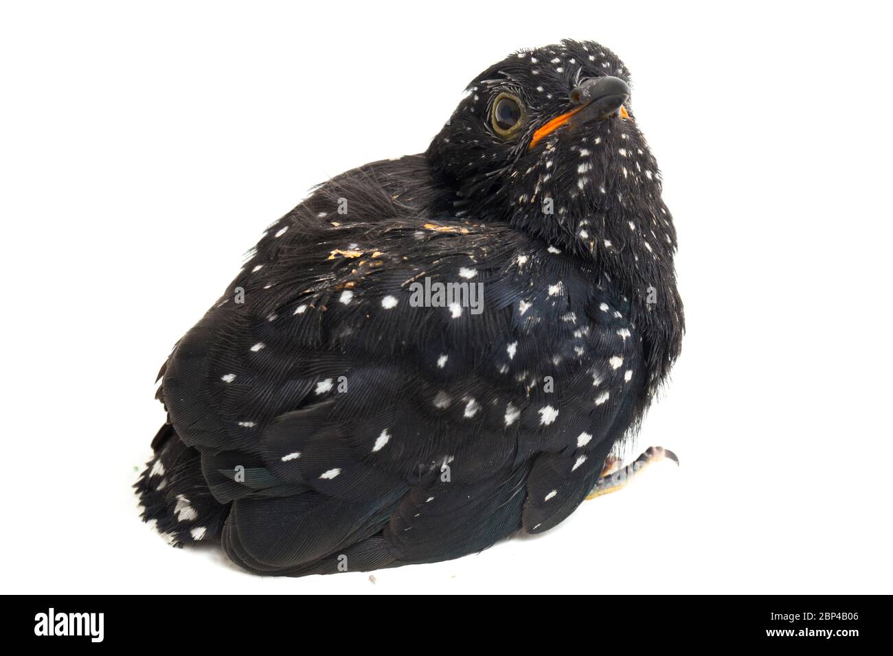 Ein junger klaglicher Kuckuckvogel (Cacomantis merulinus) isoliert auf weißem Hintergrund Stockfoto