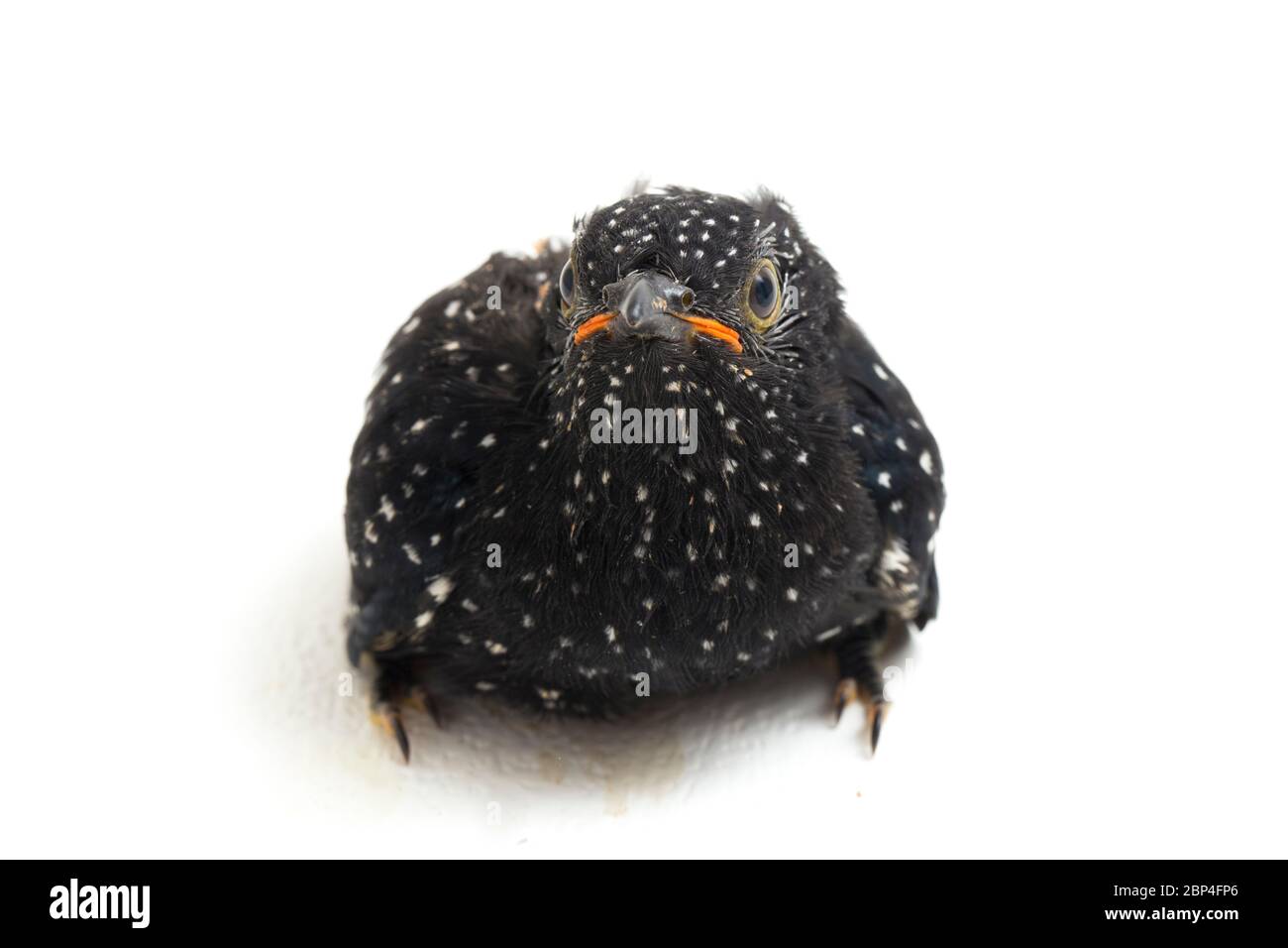 Ein junger klaglicher Kuckuckvogel (Cacomantis merulinus) isoliert auf weißem Hintergrund Stockfoto