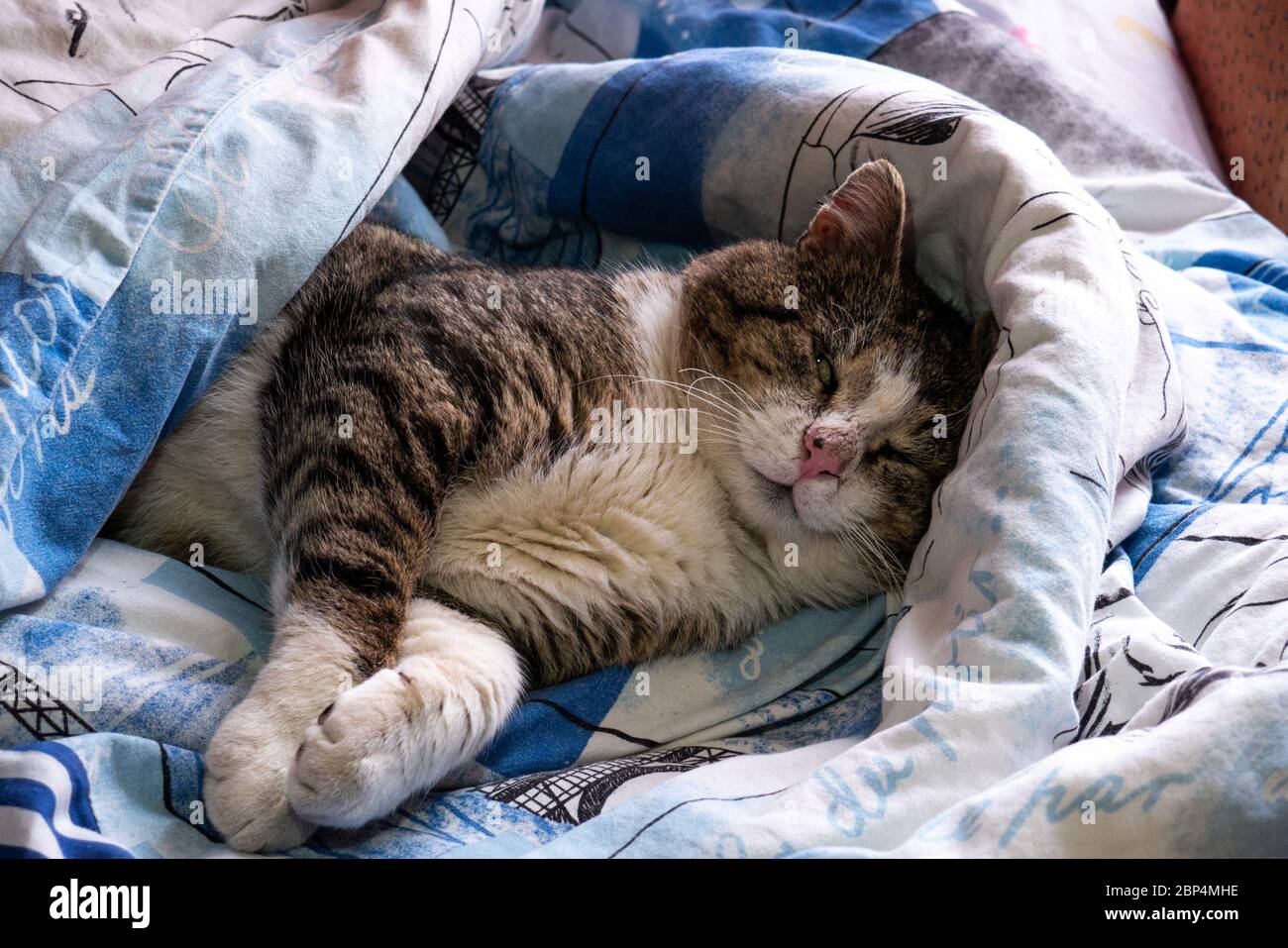 Die Katze liegt im Bett, bedeckt mit einer Decke. Stockfoto