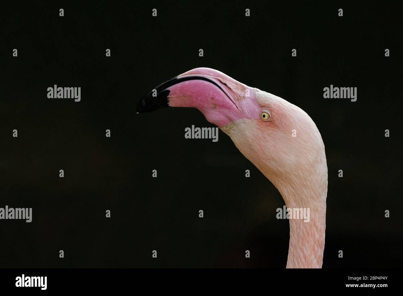 Rosa Flamingo Nahaufnahme auf einem dunklen Hintergrund., Tierwelt Stockfoto