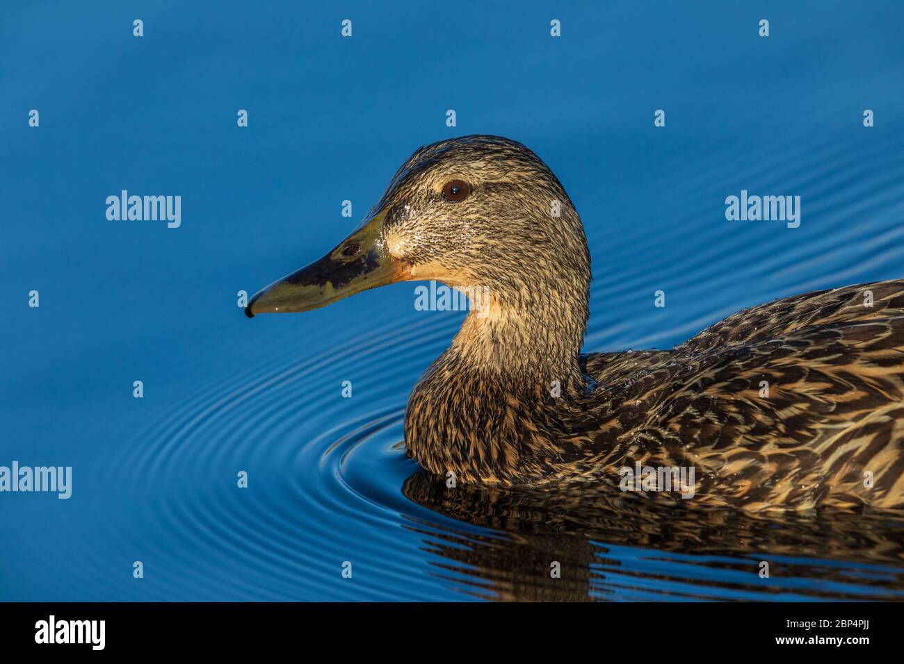 Nahaufnahme einer Henne-Stockente, die in einem See im Norden von Wisconsin schwimmt. Stockfoto