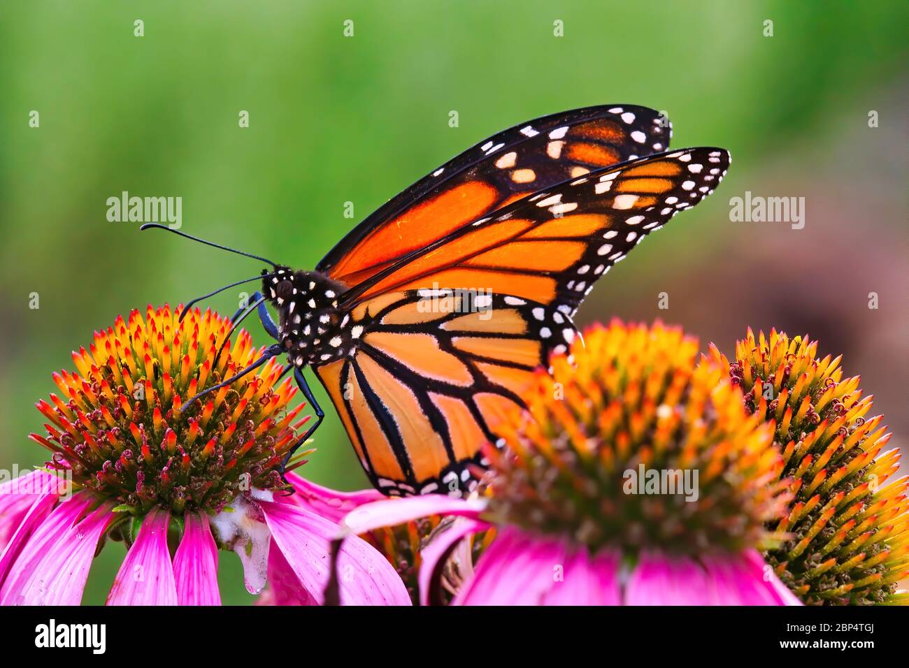 Extreme Seitenansicht Nahaufnahme eines farbenfrohen Monarchschmetterlings, der sich auf einer leuchtend violetten Blüte ernährt. Stockfoto