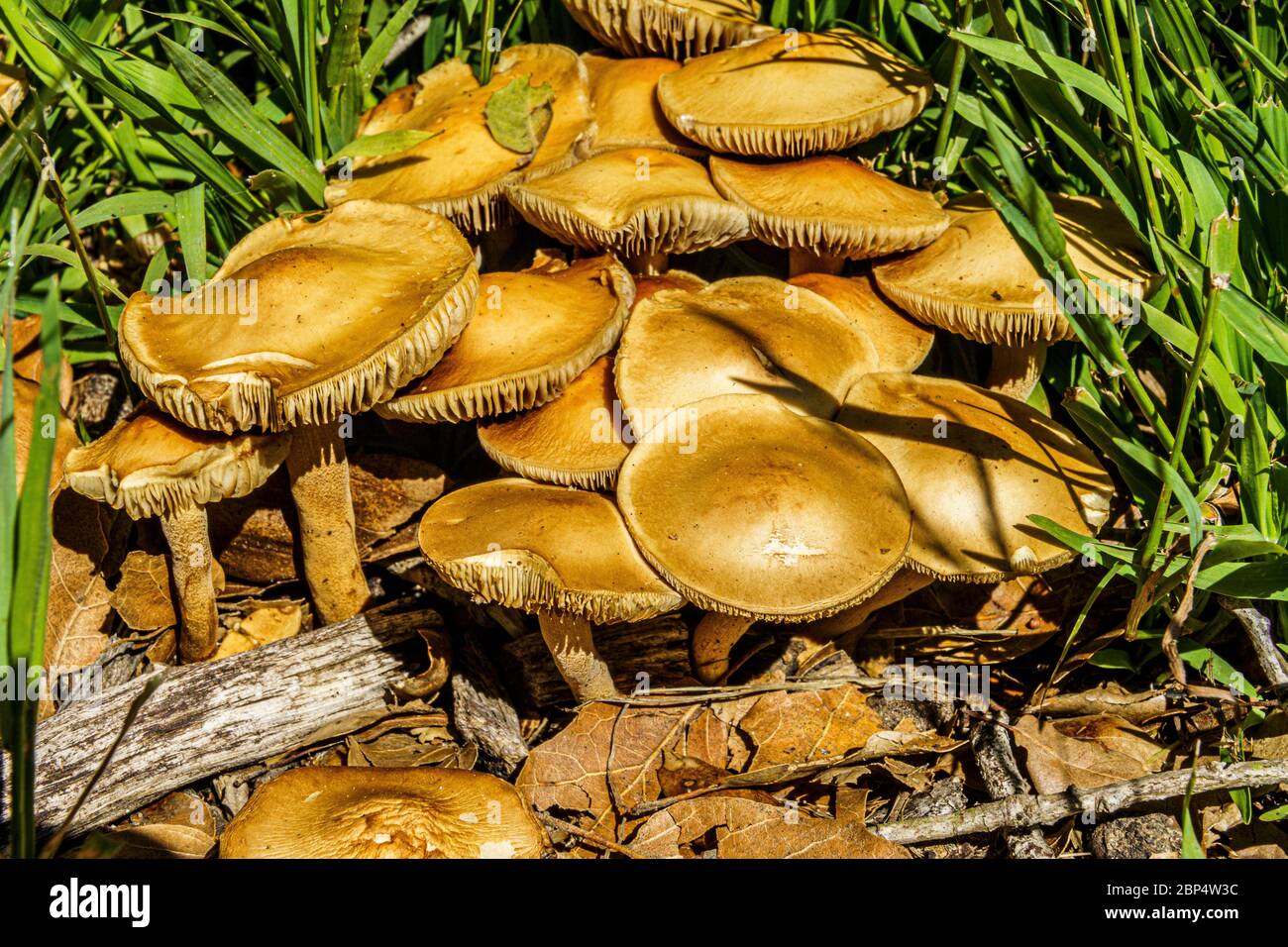 Wilde Pilze nach Regen Stockfoto