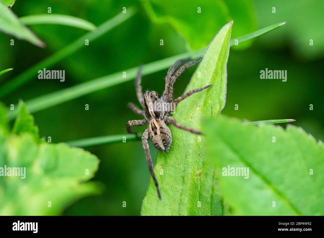 Brush Legged Wolf Spinne auf Blatt Stockfoto