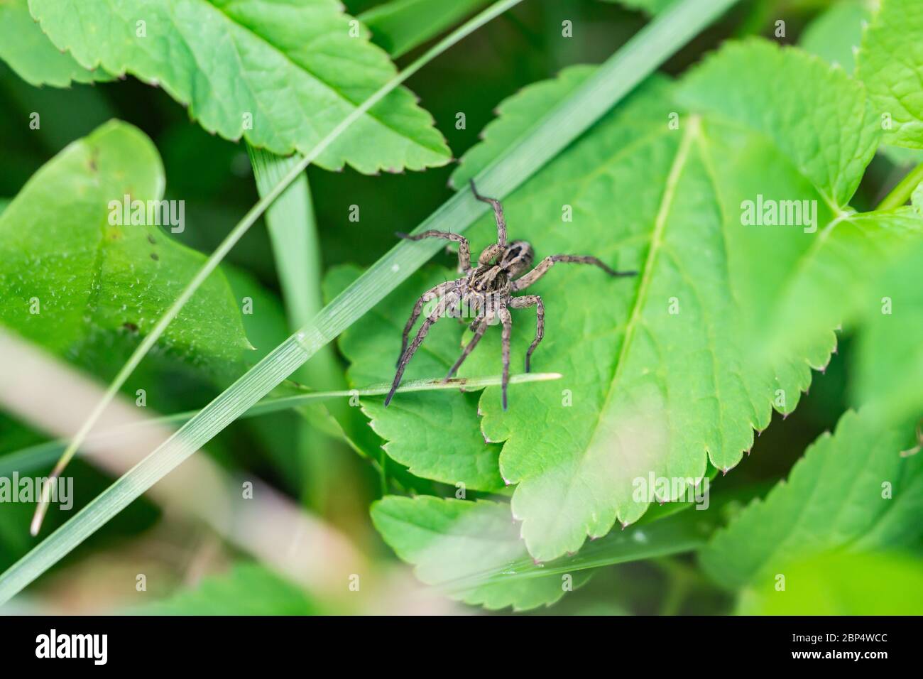 Brush Legged Wolf Spinne auf Blatt Stockfoto