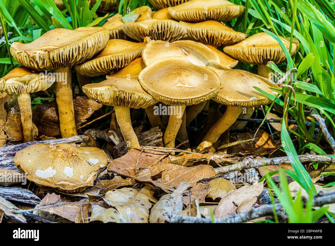 Wilde Pilze nach Regen Stockfoto