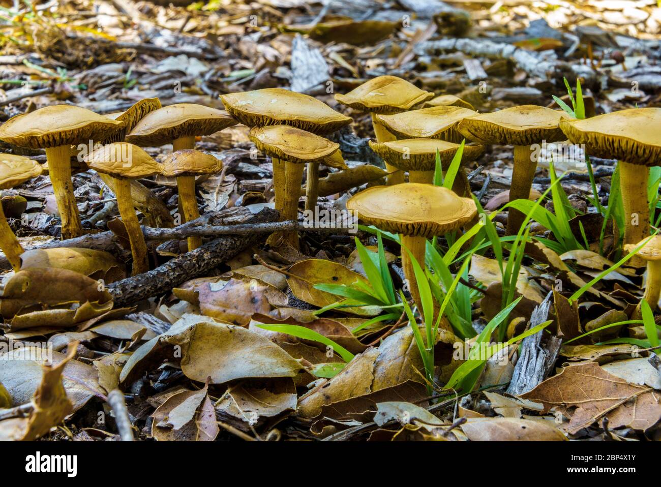 Wilde Pilze nach Regen Stockfoto