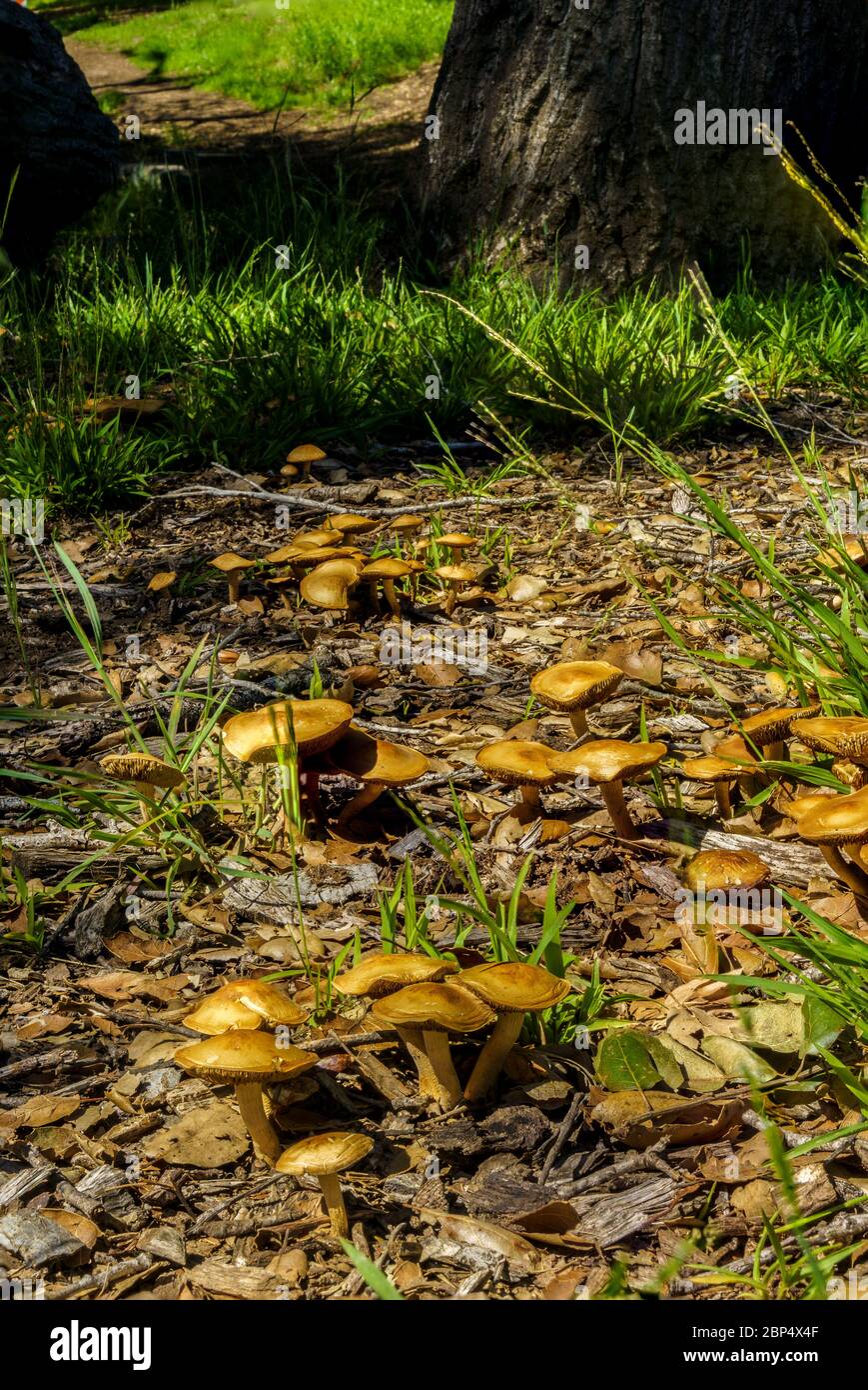 Wilde Pilze nach Regen Stockfoto