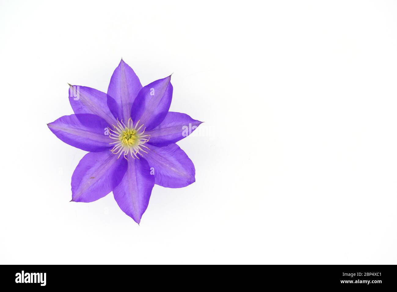 Kopf der weißen Blume Clematis isoliert auf weißem Hintergrund. Draufsicht. Stockfoto