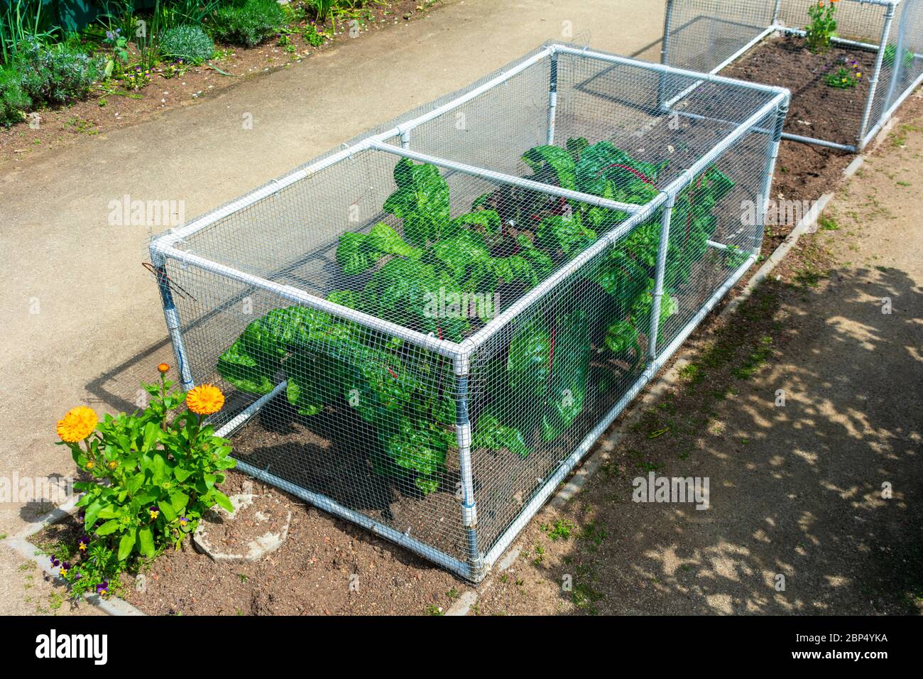 Vegetable garden pest Fotos und Bildmaterial in hoher Auflösung Alamy
