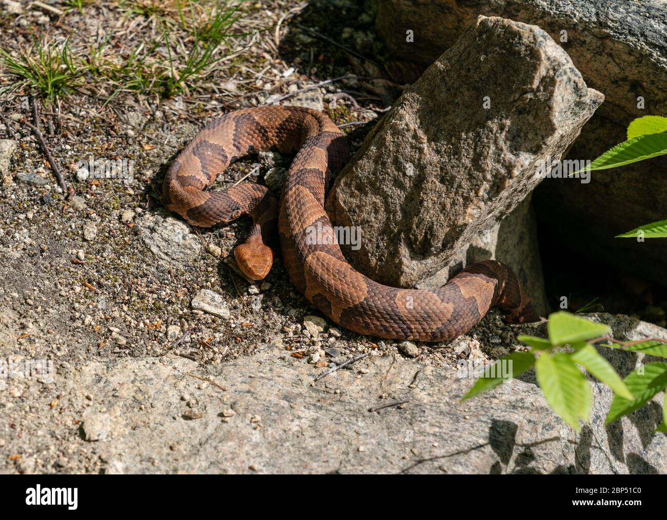 Copperhead Schlange Sonnenbaden neben Felsen an sonnigen Frühlingstag Stockfoto