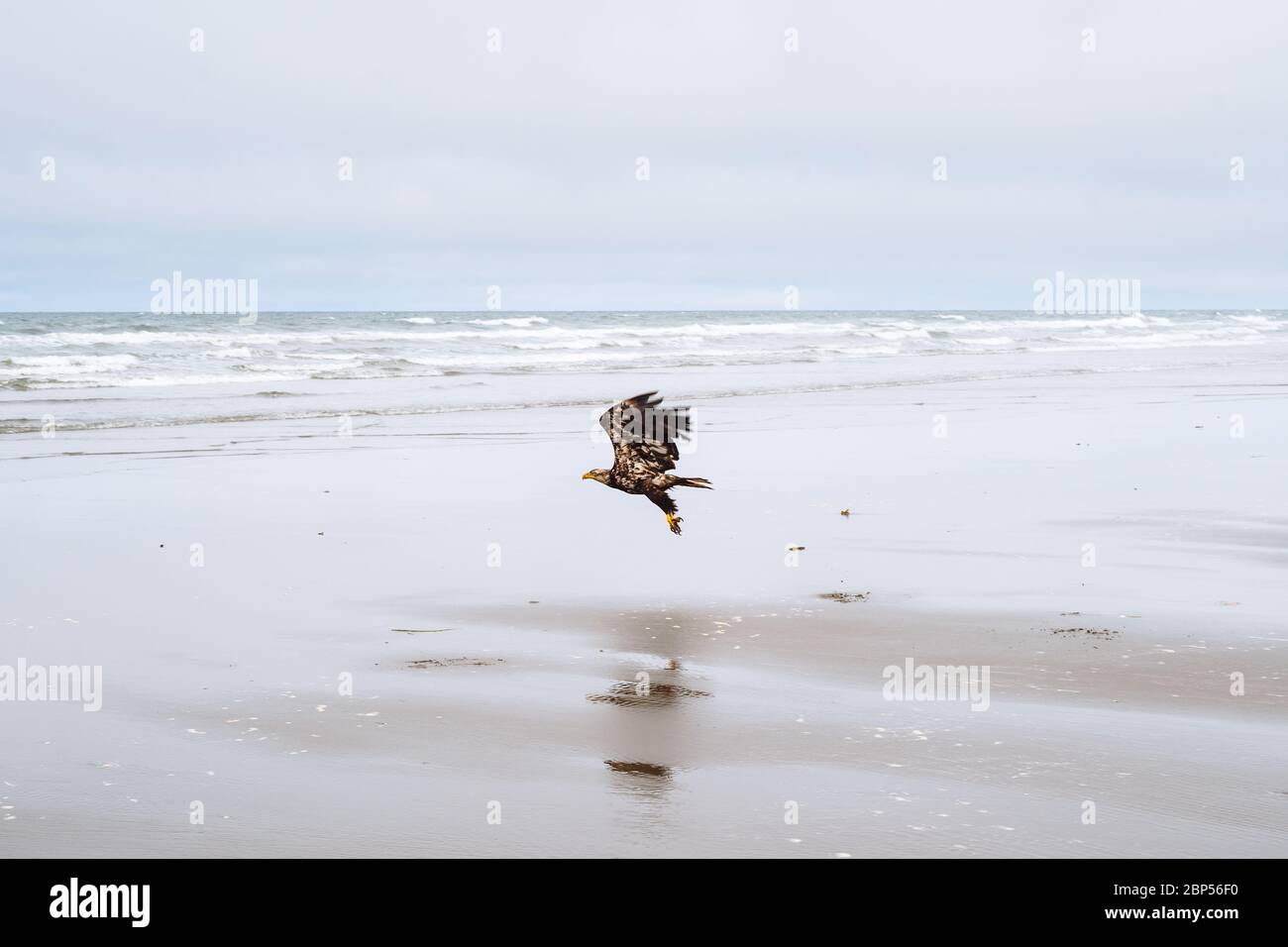 Jungvogel-Weißkopfseeadler, der über North Beach im Naikoon Provincial Park, Haida Gwaii, British Columbia fliegt Stockfoto