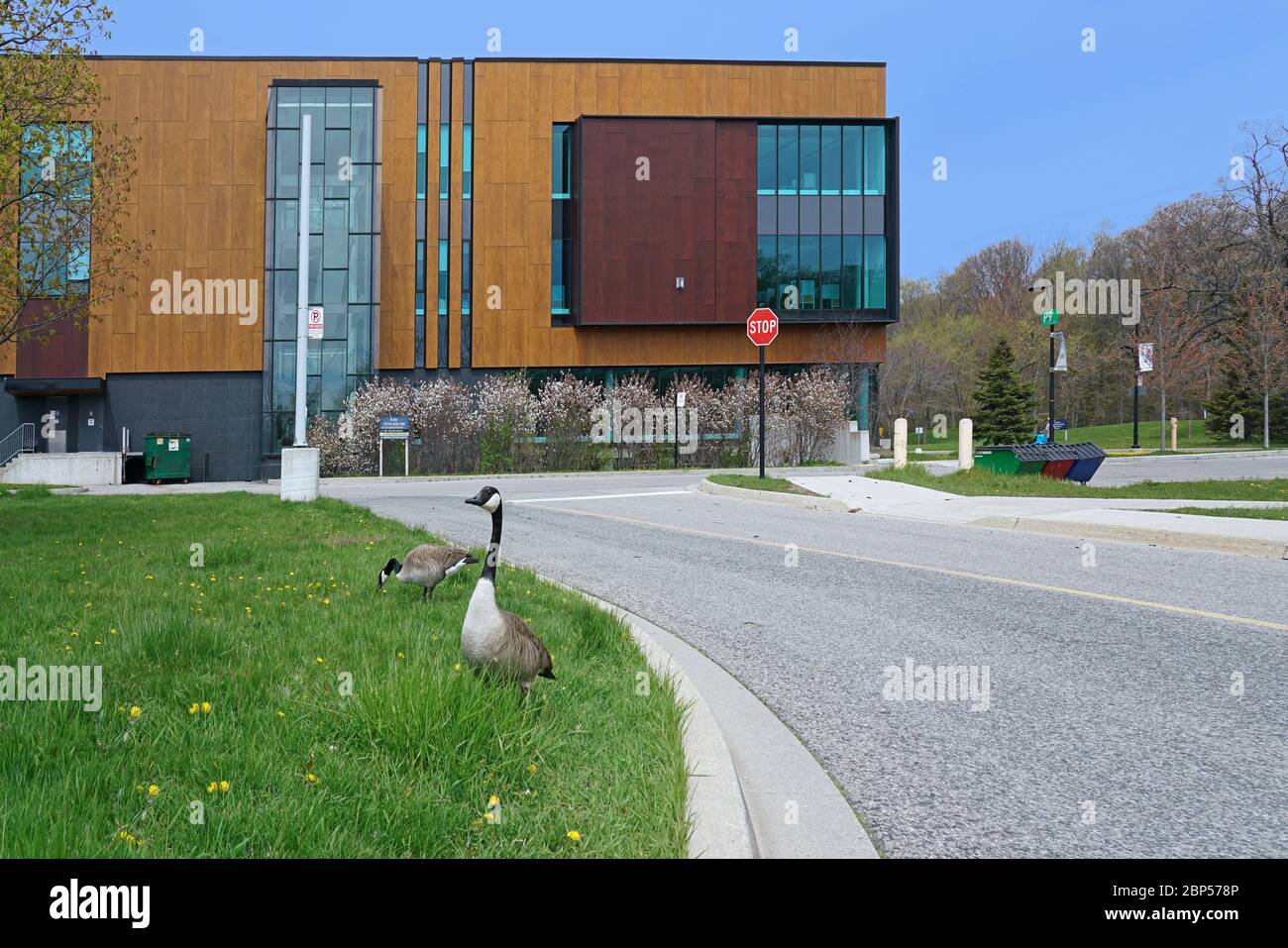 TORONTO - MAI 2020: Der vorstädtische Mississauga Campus der Universität von Toronto, wegen Coronavirus geschlossen, wird von Wildtieren zurückerobert. Stockfoto