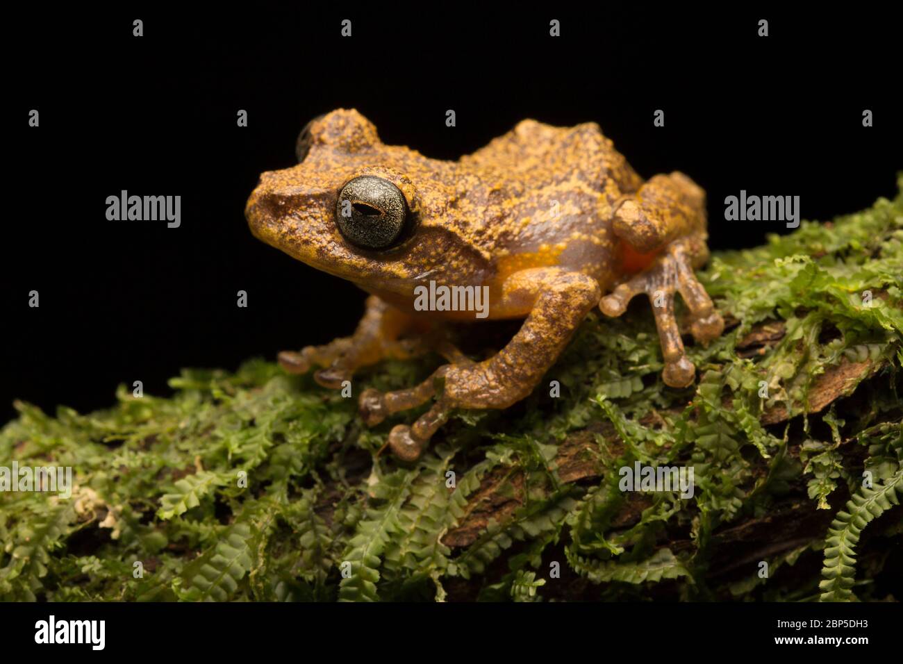 Vermiculate Bush Frog (Philautus vermiculatus) bewohnt montane Feuchtwälder auf der malaiischen Halbinsel. Stockfoto