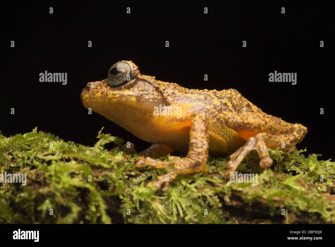 Vermiculate Bush Frog (Philautus vermiculatus) bewohnt montane Feuchtwälder auf der malaiischen Halbinsel. Stockfoto