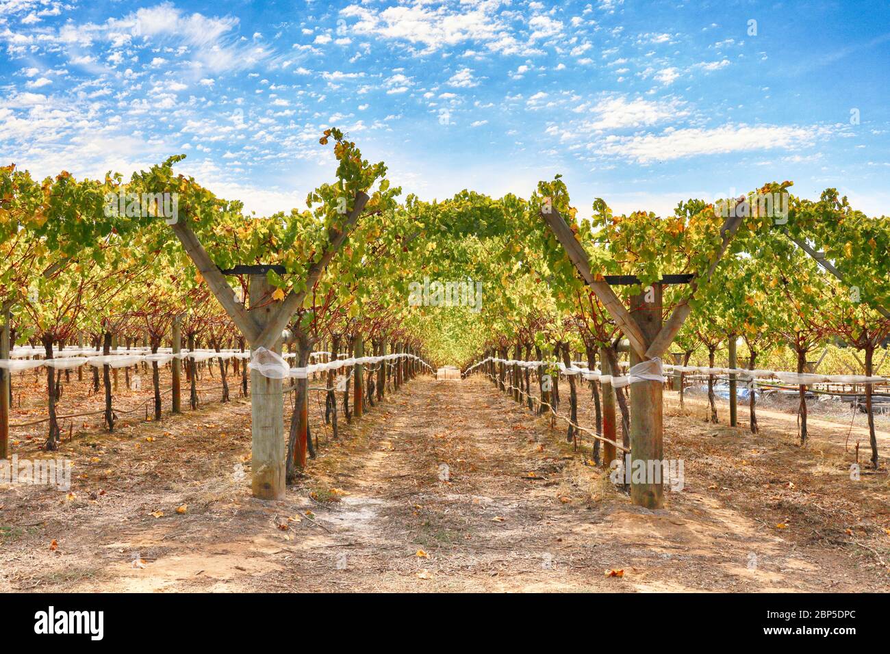 australischer Weinstil Stockfoto