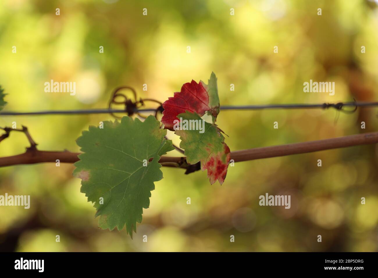 Grüne und rote Blätter einer Weinstube Stockfoto