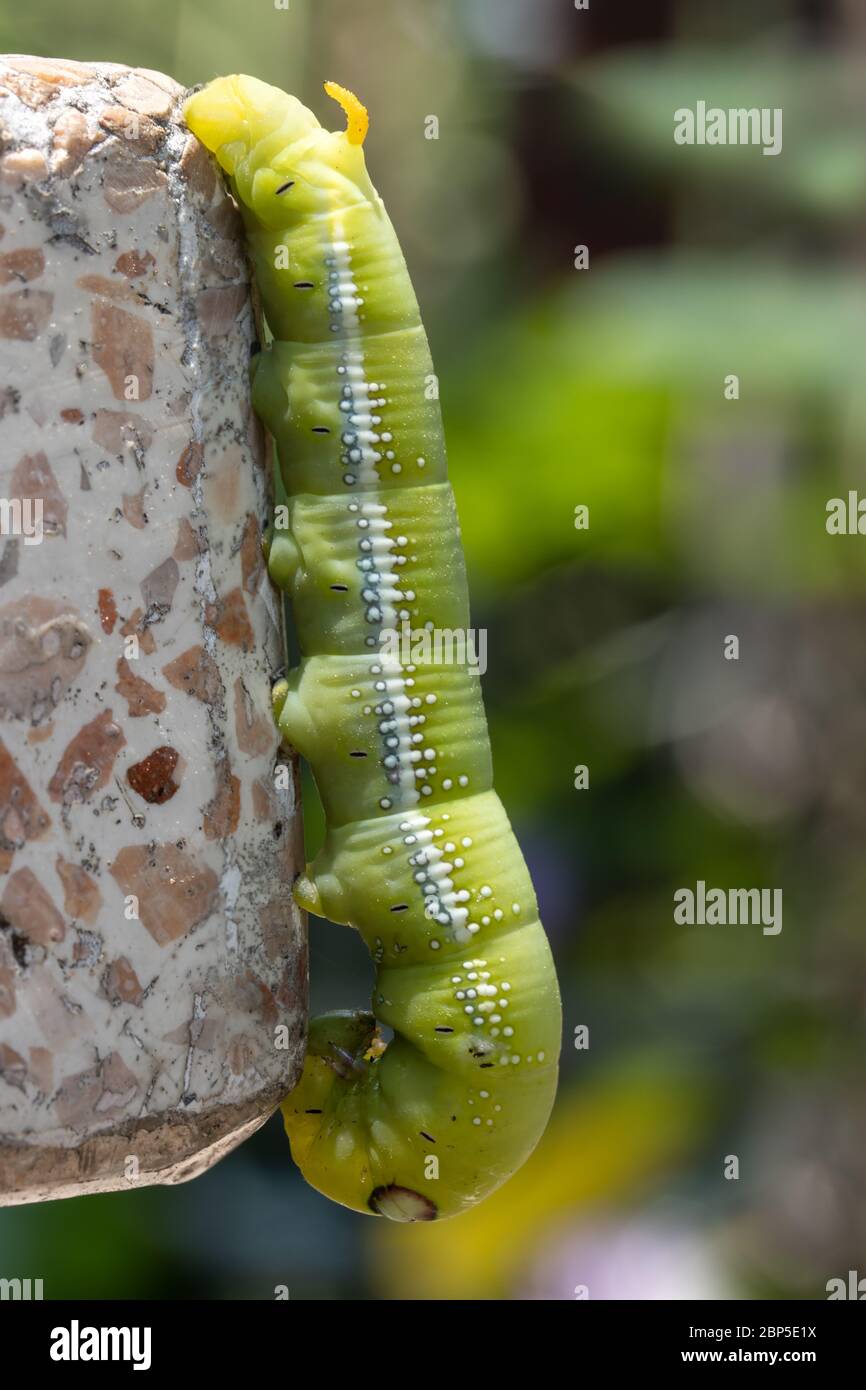 Oleander Hawk Moth Caterpillar (Daphnis nerii, Sphingidae) kriechen auf Steinbrett eines Tisches auf Garten, Thailand. Stockfoto