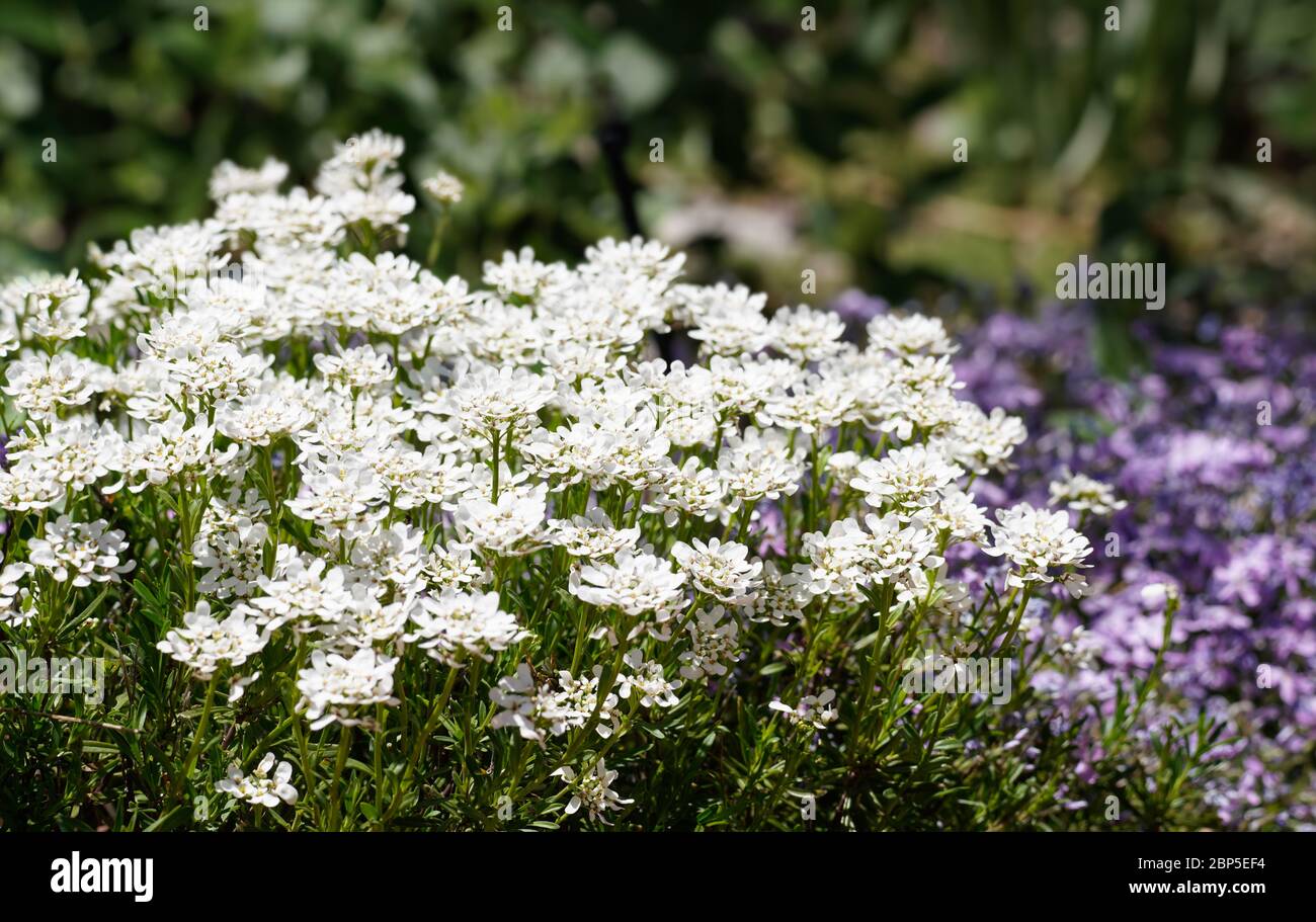 Eine Gruppe von schönen weißen Frühlingsblumen, die die Sonne mit üppigen farbigen Lavendelblüten im Hintergrund aufsaugen. Stockfoto