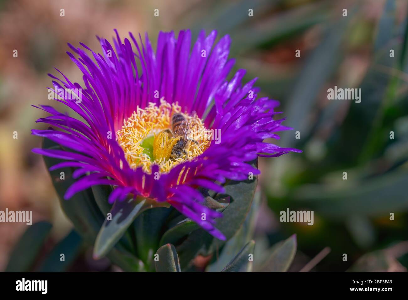 Baden in Pollen. Lila Schwimmer und Biene Nahaufnahme. Lampranthus spectabilis (Schleppeispflanze) in Blüte Stockfoto