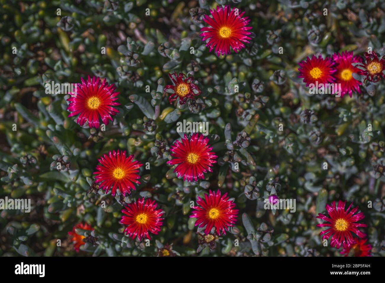 Floraler Hintergrund. Saftige Pflanze mit schönen roten Blüten. Rote Lampranthus, hängend Eispflanze in Blüte. Stockfoto