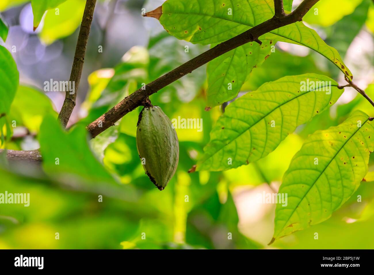 Grüne Kakaobohnenschote oder Kakao, der auf einem Baum wächst, dessen Blätter im Vordergrund verwischt sind Stockfoto