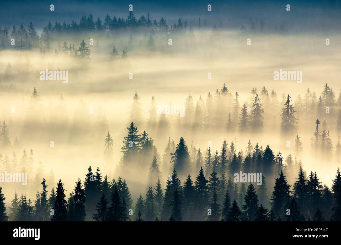 Glühender Nebel im Tal bei Sonnenaufgang. Geheimnisvolles Naturphänomen über dem Nadelwald. Fichten im Nebel. Schöne Naturkulisse Stockfoto