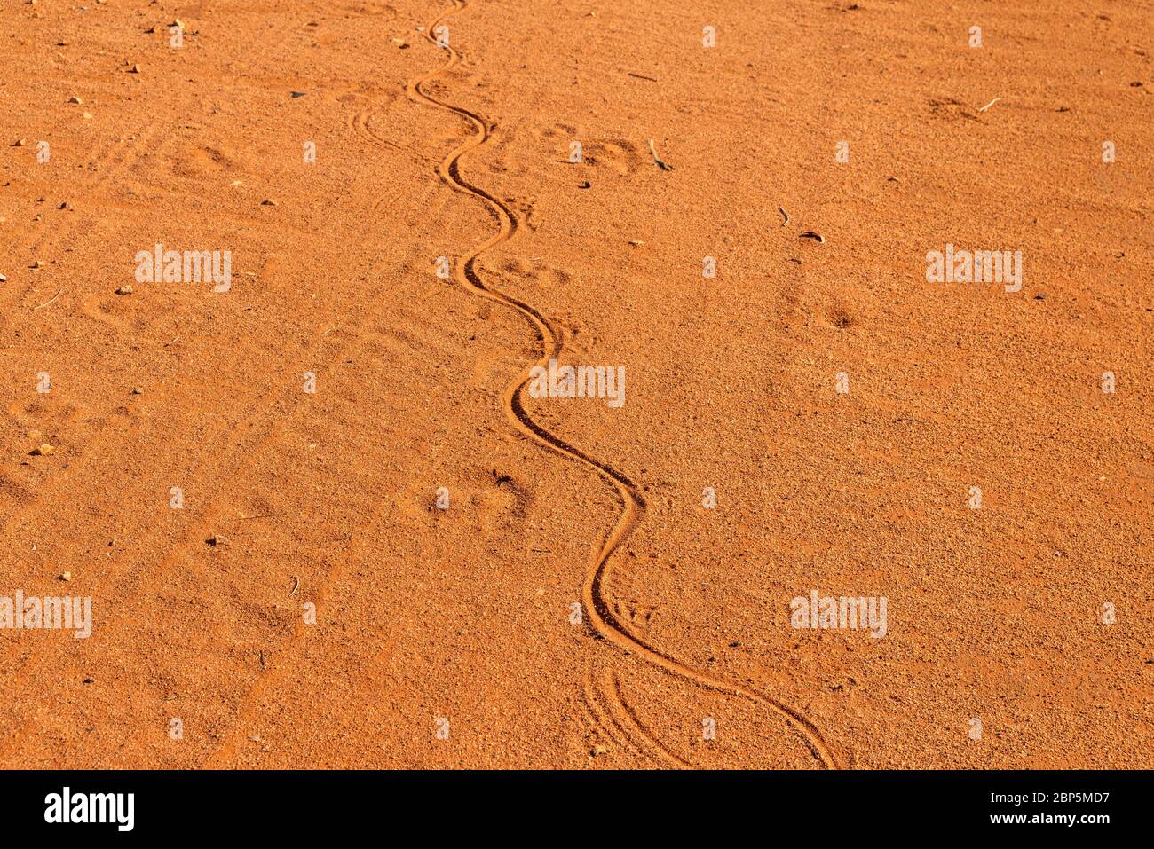 Schlangenspuren in sandiger Wüste Stockfoto
