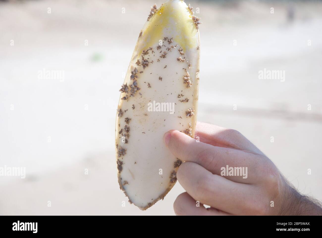 Sepia Knochen aus dem Meer Stockfoto