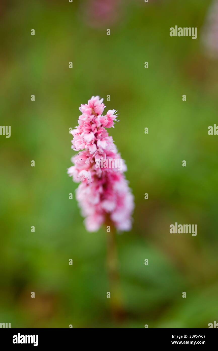 Persicaria affinis hartholz, rosafarben Stockfoto