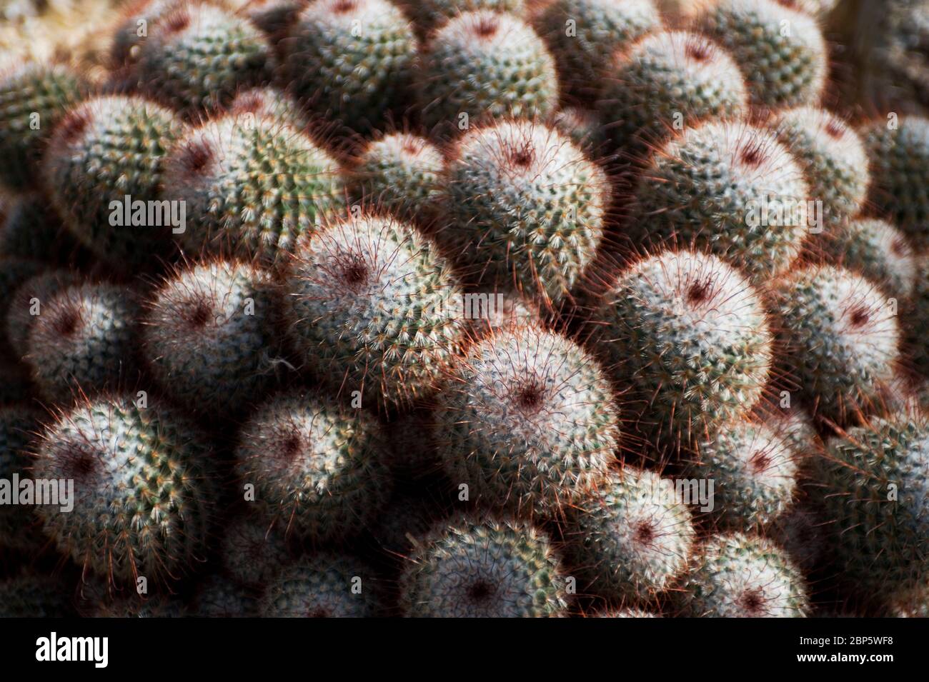 Mammillaria bombycina Stockfoto